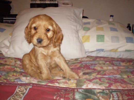 aca cuando recien me trajeron a casa y en la cama de mi mami.